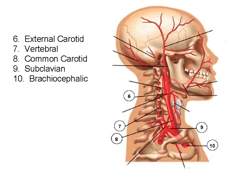 6. External Carotid 7. Vertebral 8. Common Carotid 9. Subclavian 10. Brachiocephalic 