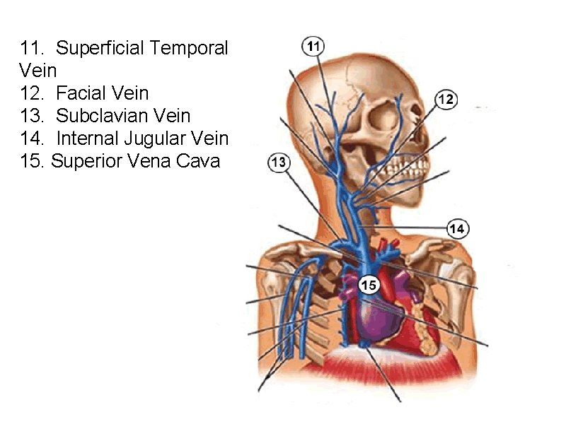 11. Superficial Temporal Vein 12. Facial Vein 13. Subclavian Vein 14. Internal Jugular Vein