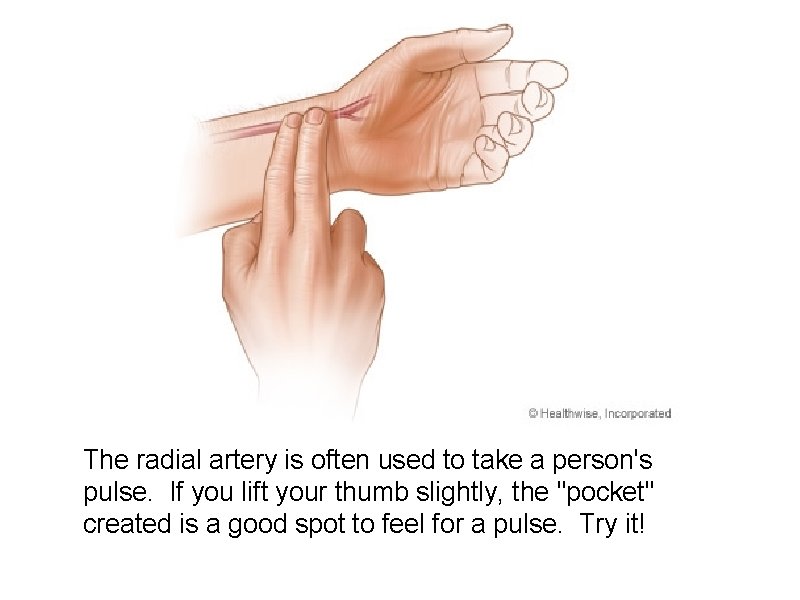 The radial artery is often used to take a person's pulse. If you lift