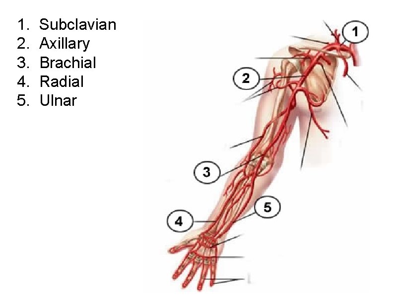 1. 2. 3. 4. 5. Subclavian Axillary Brachial Radial Ulnar 