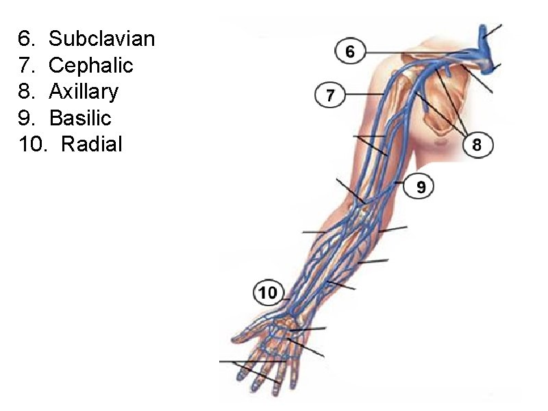 6. Subclavian 7. Cephalic 8. Axillary 9. Basilic 10. Radial 