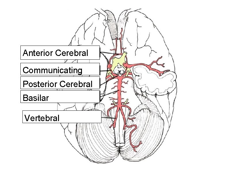 Anterior Cerebral Communicating Posterior Cerebral Basilar Vertebral 