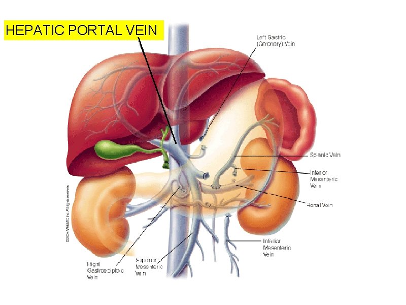 HEPATIC PORTAL VEIN 