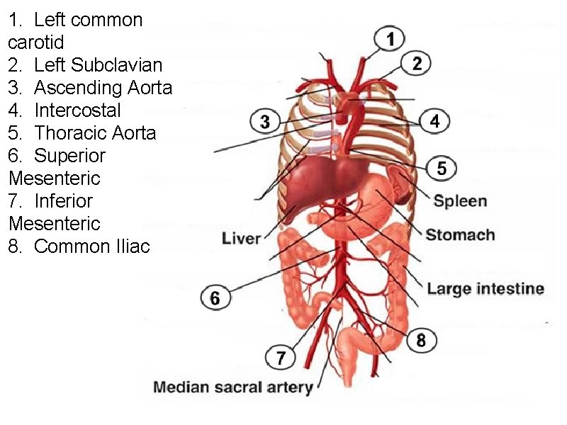 1. Left common carotid 2. Left Subclavian 3. Ascending Aorta 4. Intercostal 5. Thoracic