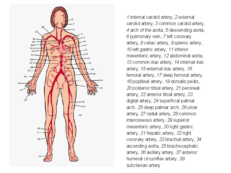 1 internal carotid artery, 2 external carotid artery, 3 common carotid artery, 4 arch