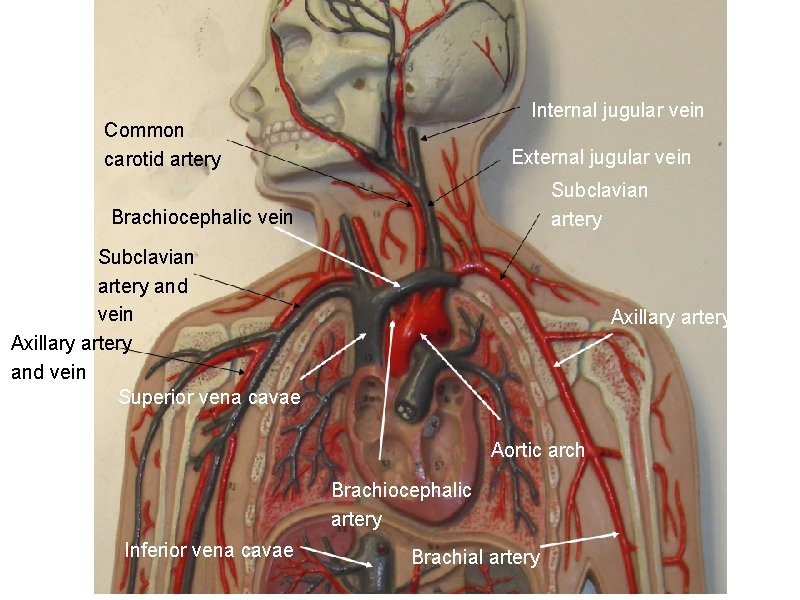 Internal jugular vein Common carotid artery External jugular vein Subclavian artery Brachiocephalic vein Subclavian