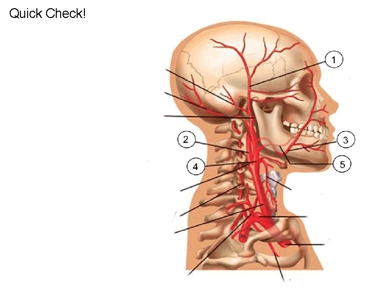 Quick Check! 