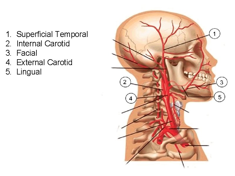 1. 2. 3. 4. 5. Superficial Temporal Internal Carotid Facial External Carotid Lingual 