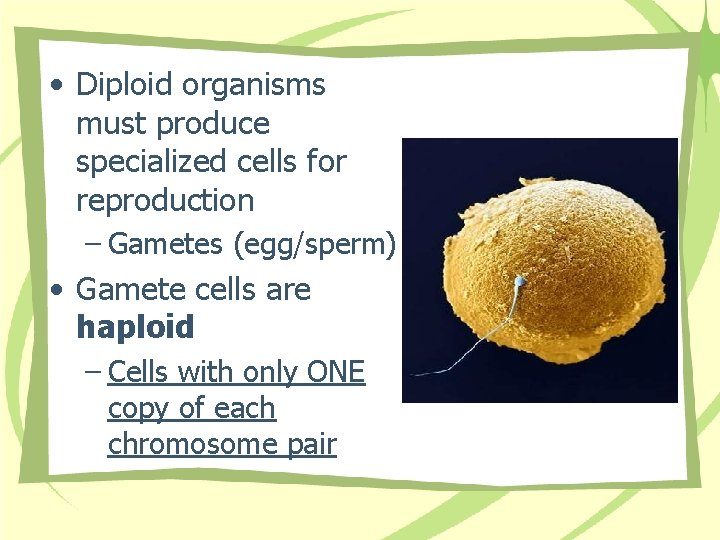  • Diploid organisms must produce specialized cells for reproduction – Gametes (egg/sperm) •