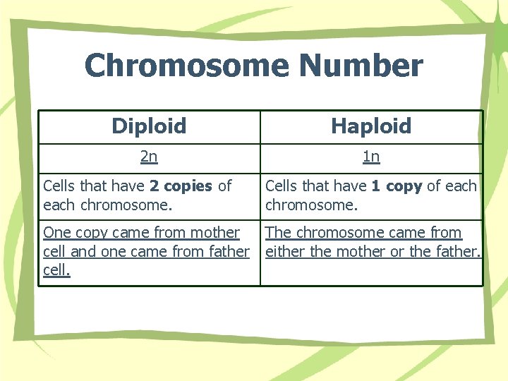 Chromosome Number Diploid Haploid 2 n 1 n Cells that have 2 copies of