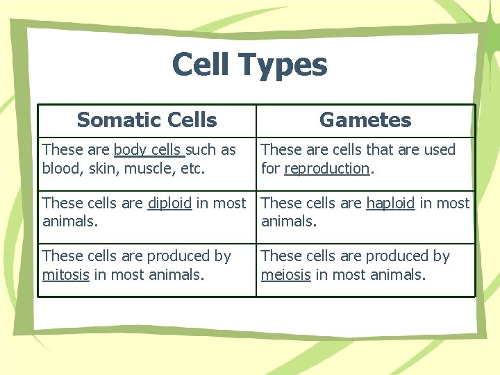 Cell Types Somatic Cells These are body cells such as blood, skin, muscle, etc.