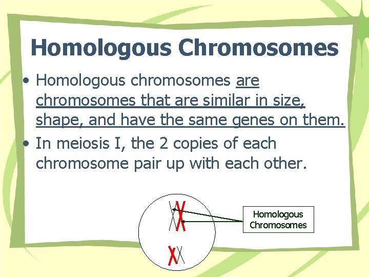Homologous Chromosomes • Homologous chromosomes are chromosomes that are similar in size, shape, and