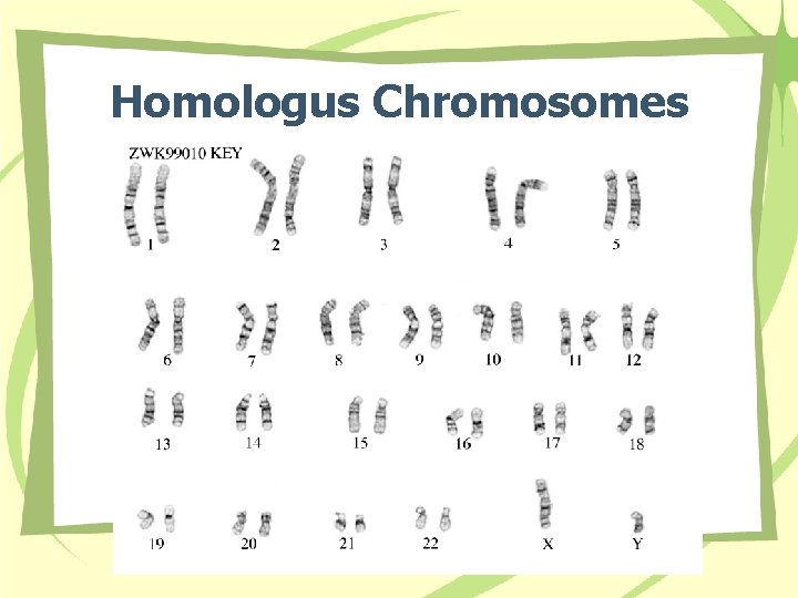 Homologus Chromosomes 