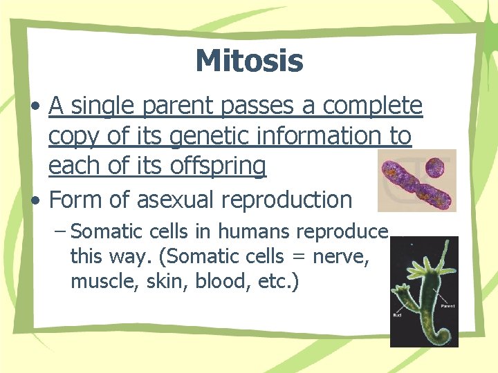 Mitosis • A single parent passes a complete copy of its genetic information to