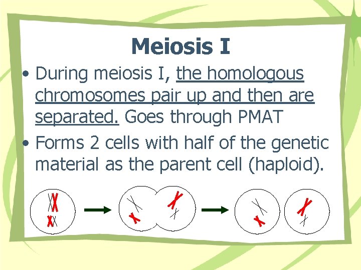Meiosis I • During meiosis I, the homologous chromosomes pair up and then are