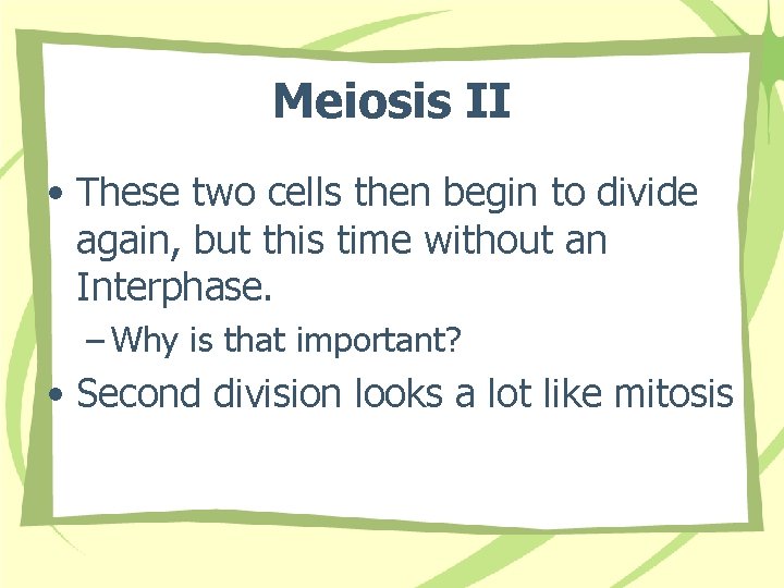 Meiosis II • These two cells then begin to divide again, but this time