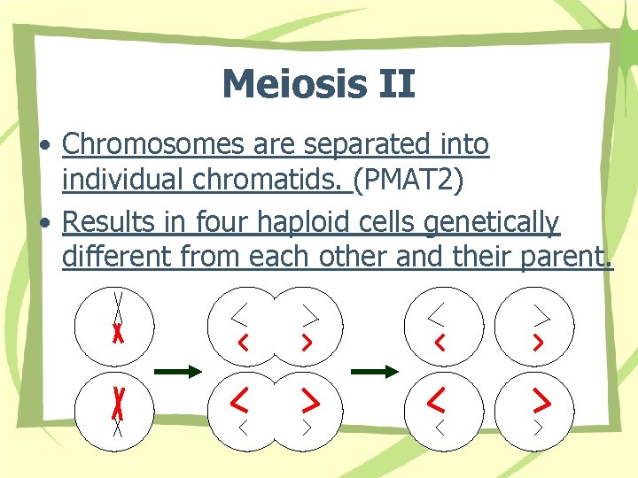 Meiosis II • Chromosomes are separated into individual chromatids. (PMAT 2) • Results in