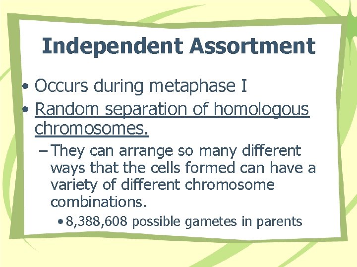 Independent Assortment • Occurs during metaphase I • Random separation of homologous chromosomes. –