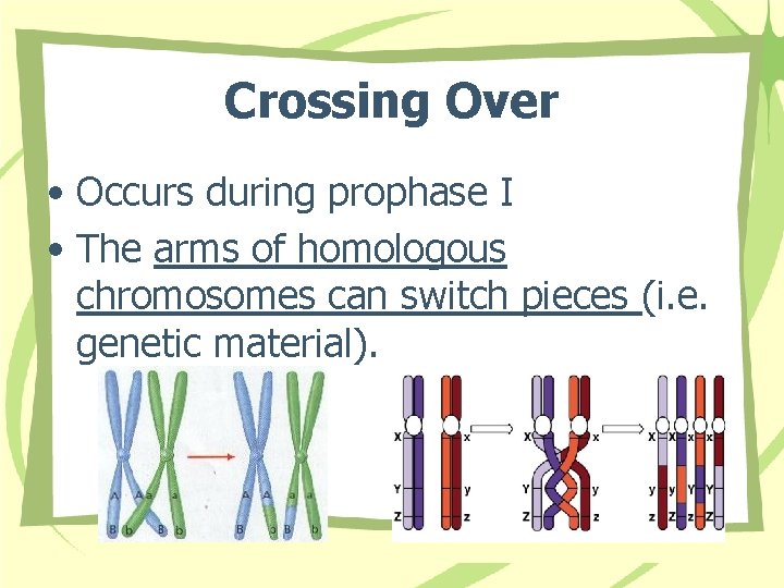 Crossing Over • Occurs during prophase I • The arms of homologous chromosomes can