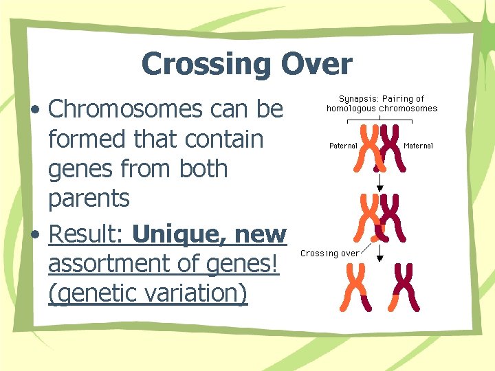 Crossing Over • Chromosomes can be formed that contain genes from both parents •