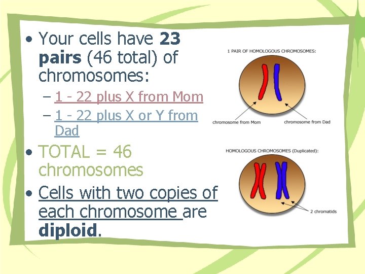  • Your cells have 23 pairs (46 total) of chromosomes: – 1 -