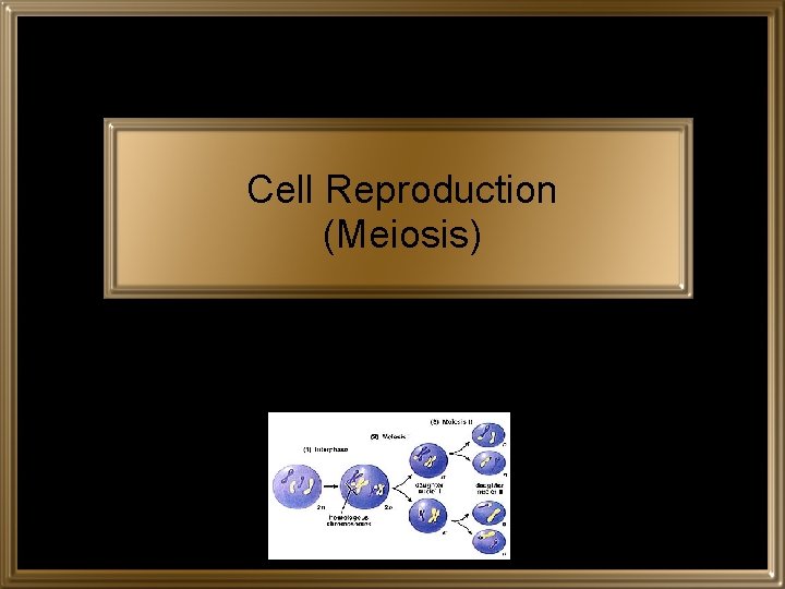 Cell Reproduction (Meiosis) 