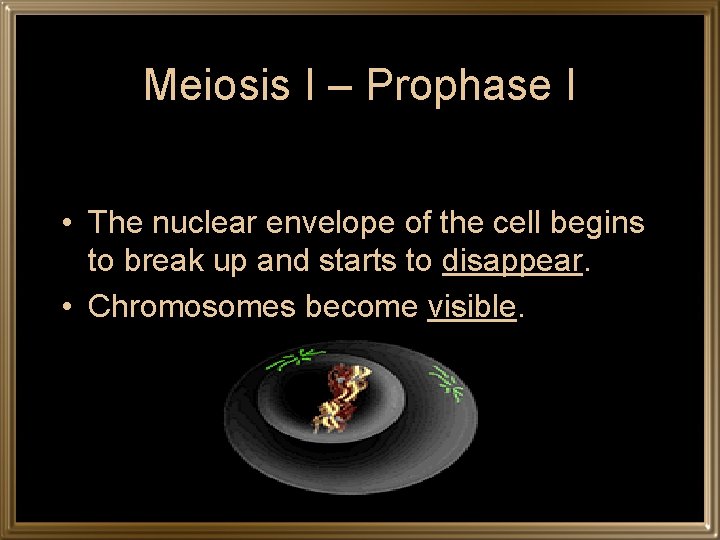 Meiosis I – Prophase I • The nuclear envelope of the cell begins to