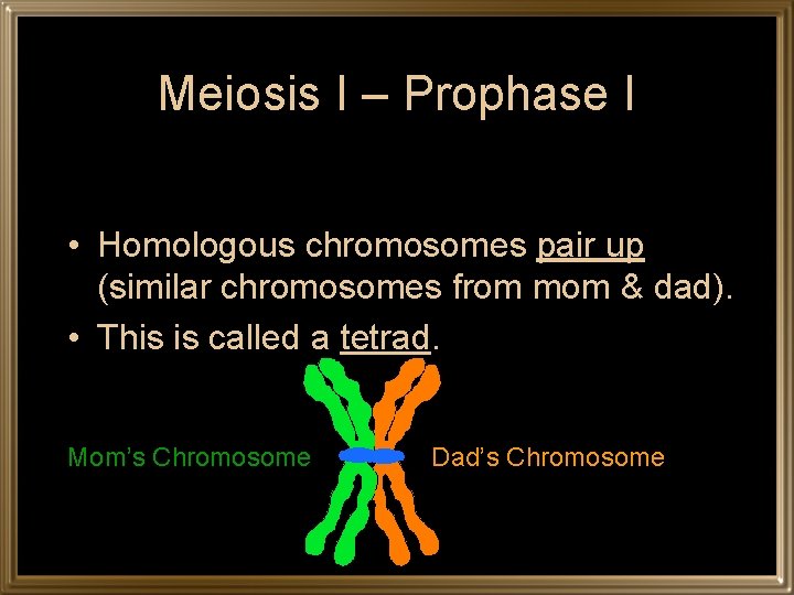 Meiosis I – Prophase I • Homologous chromosomes pair up (similar chromosomes from mom