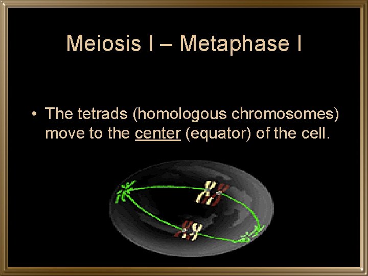 Meiosis I – Metaphase I • The tetrads (homologous chromosomes) move to the center