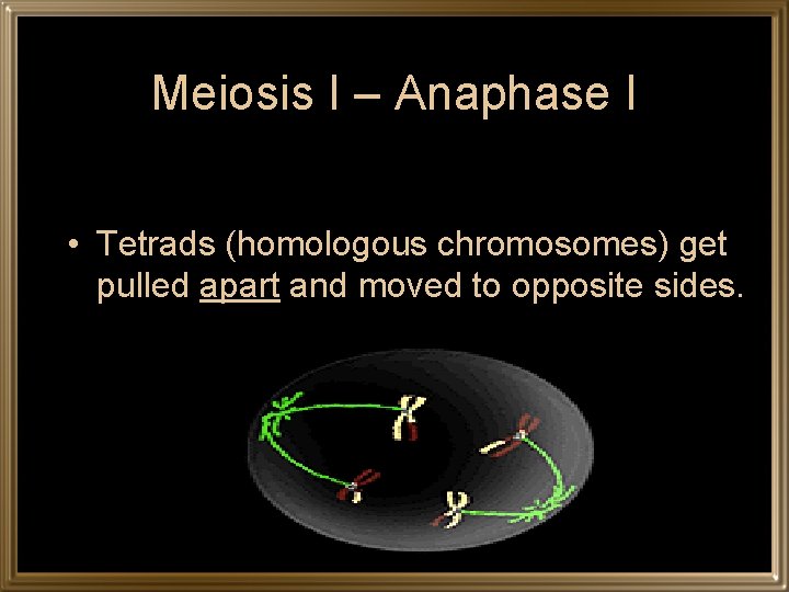 Meiosis I – Anaphase I • Tetrads (homologous chromosomes) get pulled apart and moved