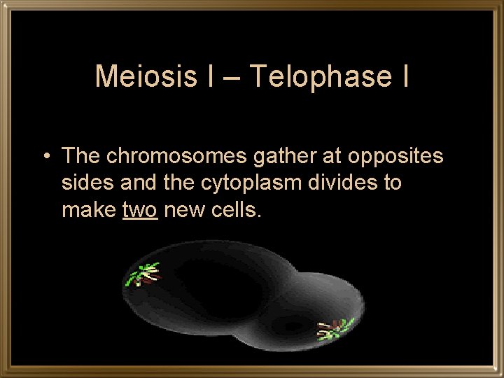 Meiosis I – Telophase I • The chromosomes gather at opposites sides and the