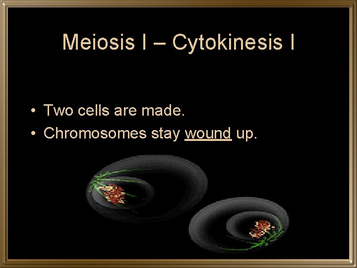 Meiosis I – Cytokinesis I • Two cells are made. • Chromosomes stay wound