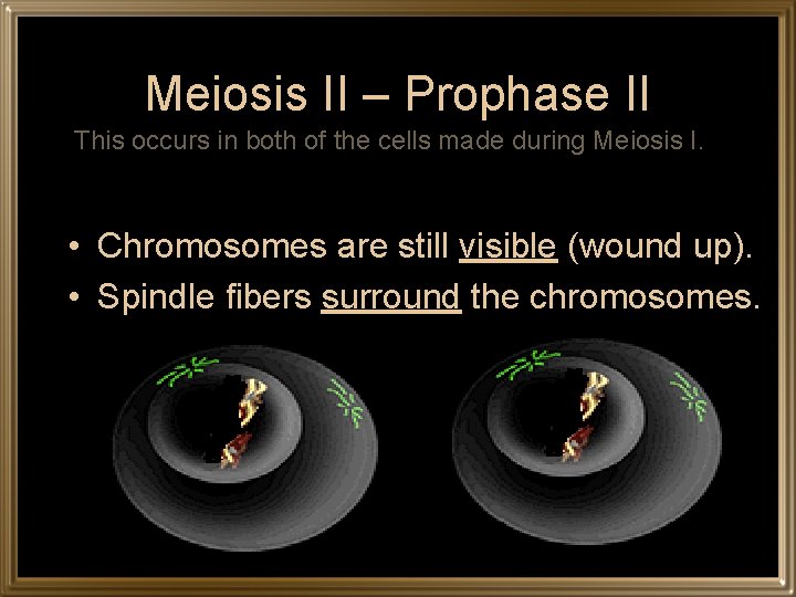 Meiosis II – Prophase II This occurs in both of the cells made during