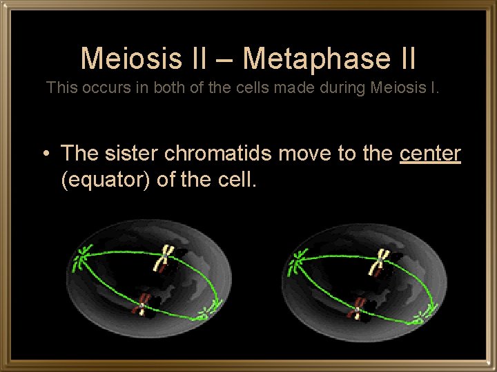 Meiosis II – Metaphase II This occurs in both of the cells made during