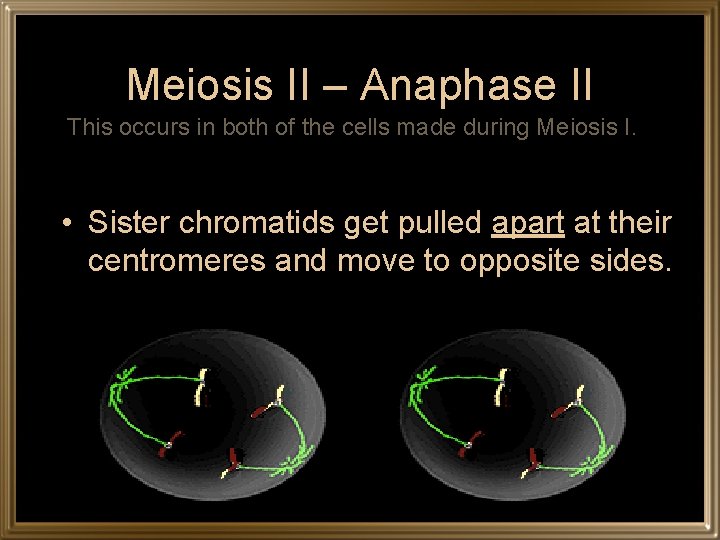 Meiosis II – Anaphase II This occurs in both of the cells made during