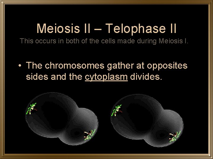 Meiosis II – Telophase II This occurs in both of the cells made during