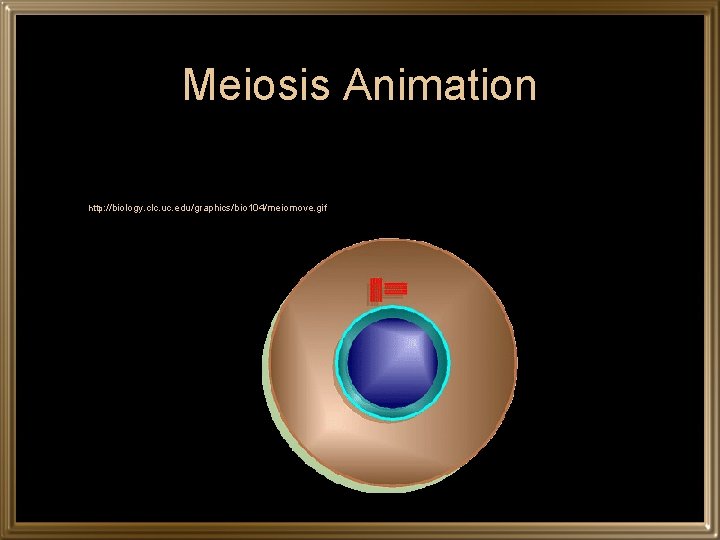 Meiosis Animation l http: //biology. clc. uc. edu/graphics/bio 104/meiomove. gif 