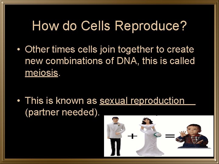 How do Cells Reproduce? • Other times cells join together to create new combinations