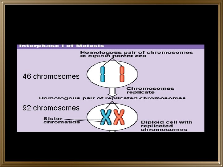 46 chromosomes 92 chromosomes 