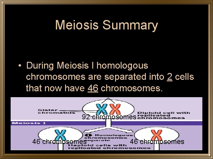 Meiosis Summary • During Meiosis I homologous chromosomes are separated into 2 cells that