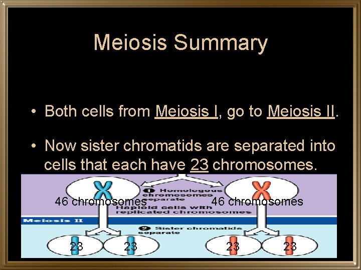 Meiosis Summary • Both cells from Meiosis I, go to Meiosis II. • Now