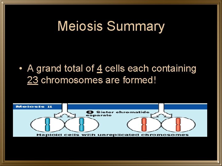 Meiosis Summary • A grand total of 4 cells each containing 23 chromosomes are