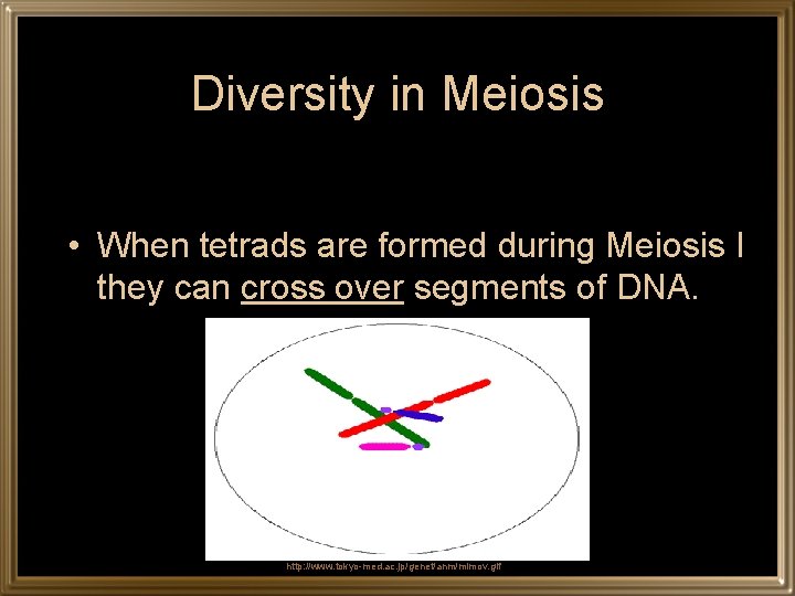 Diversity in Meiosis • When tetrads are formed during Meiosis I they can cross