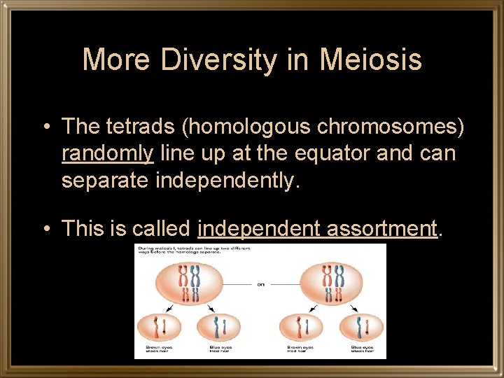 More Diversity in Meiosis • The tetrads (homologous chromosomes) randomly line up at the