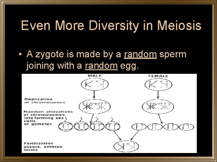 Even More Diversity in Meiosis • A zygote is made by a random sperm
