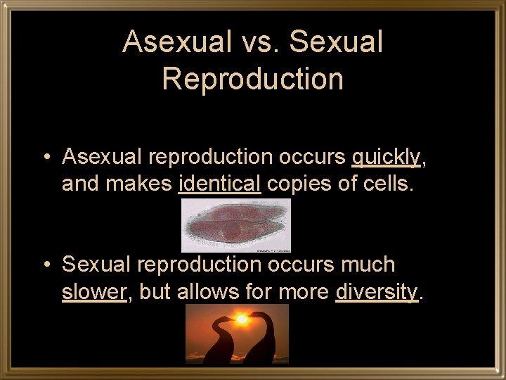 Asexual vs. Sexual Reproduction • Asexual reproduction occurs quickly, and makes identical copies of