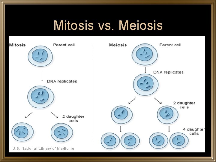 Mitosis vs. Meiosis 
