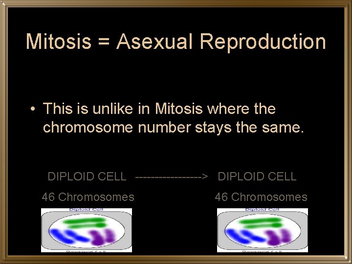 Mitosis = Asexual Reproduction • This is unlike in Mitosis where the chromosome number