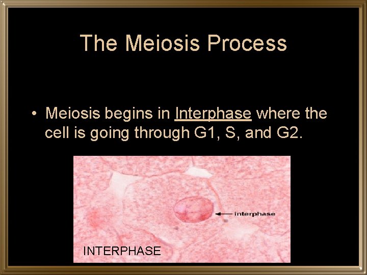 The Meiosis Process • Meiosis begins in Interphase where the cell is going through