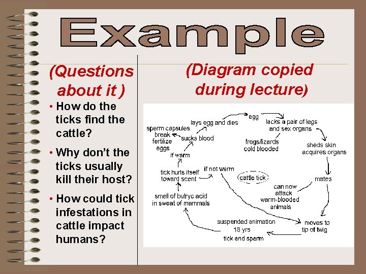 (Questions about it ) • How do the ticks find the cattle? • Why